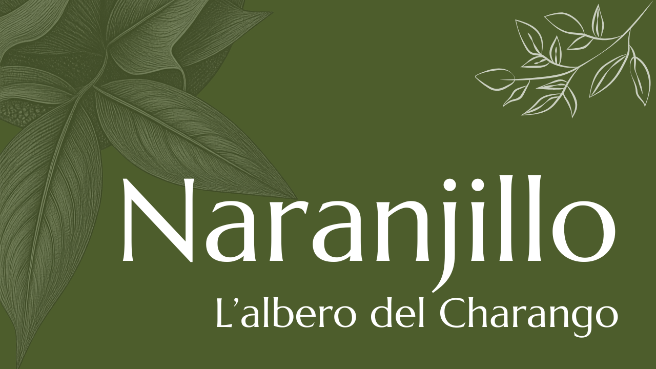 Il naranjillo albero del charango
